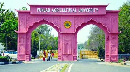 Punjab Agriculture University